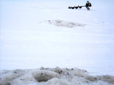 Weeds on ice